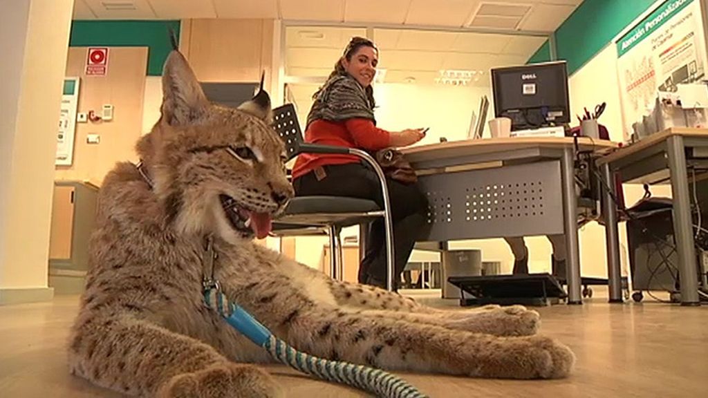 Jabalíes, ciervas, linces, burros, ocas y ponis... unos animales muy domésticos