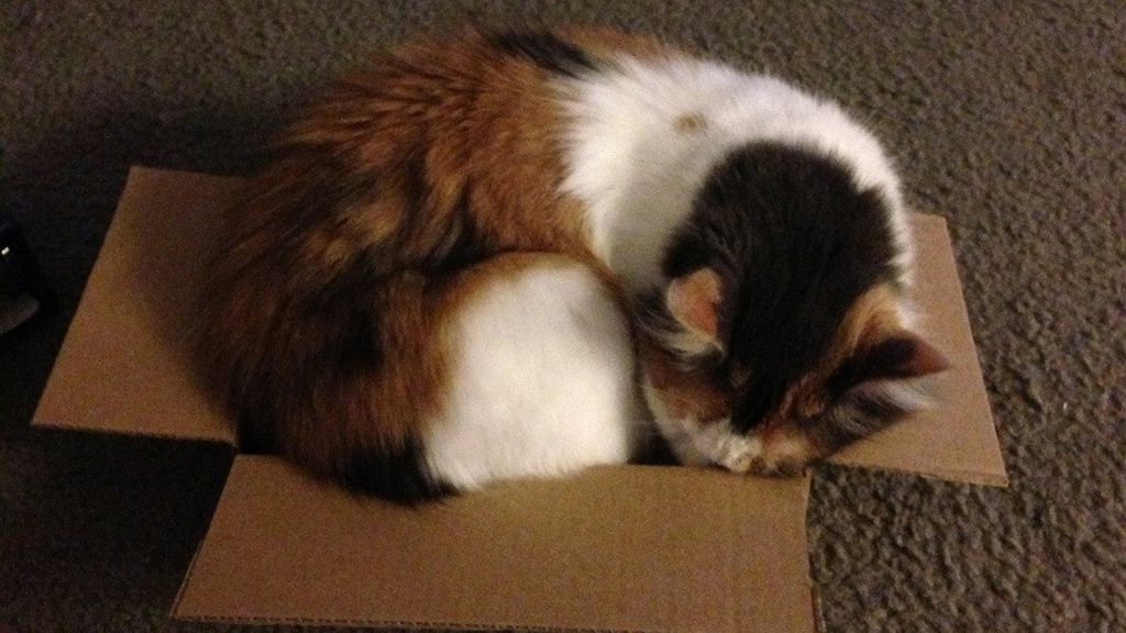 Estos gatos se niegan a aceptar que su caja es demasiado pequeña