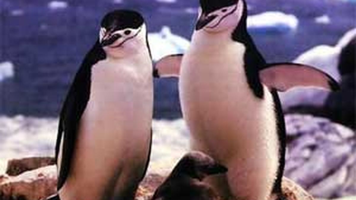 La homosexualidad es habitual entre los pingüinos. Foto: Archivo