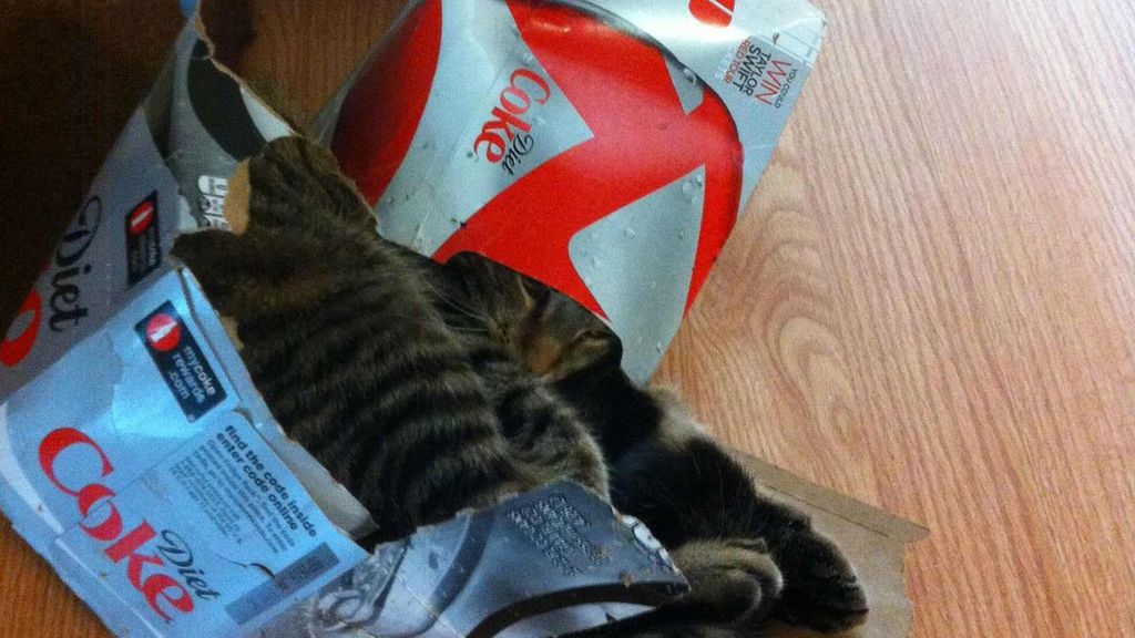 Los gatos se sienten seguros y cómodos cuando se esconden entre cartones