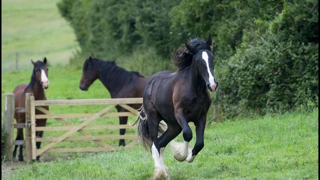 Caballo salvaje
