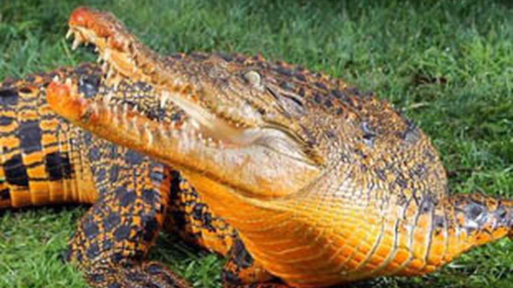 Snappy, un cocodrilo naranja que reside en Australia