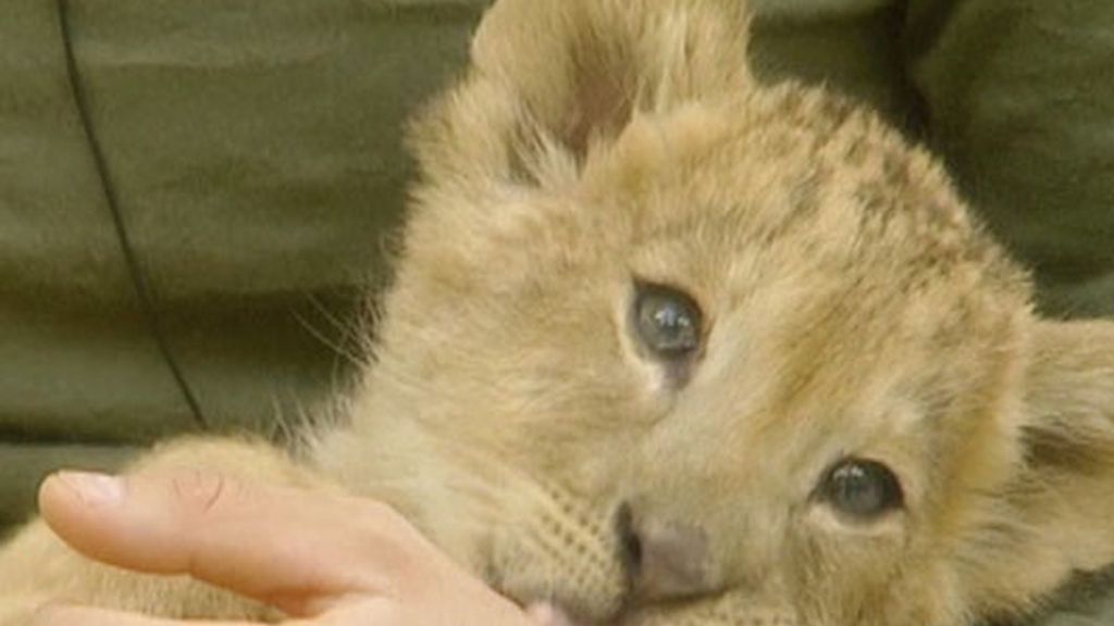 Más animaladas en Gran Hermano