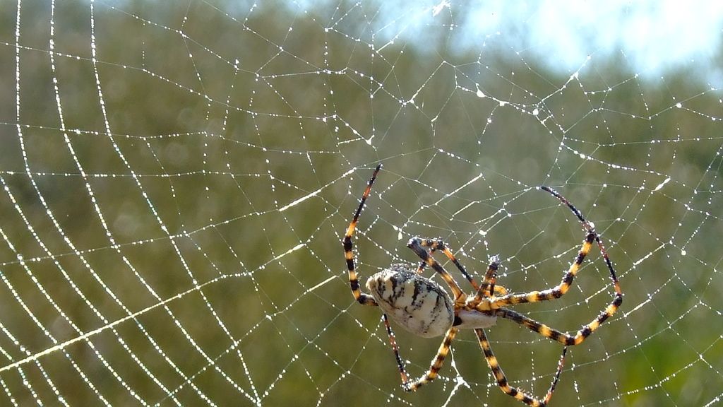 Concusantes Efecto ¡GUAU!... en vacaciones