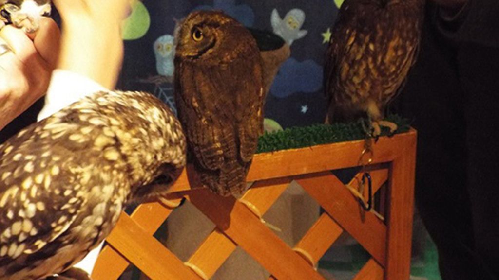 Extravagantes cafeterías de búhos y lechuzas en Japón