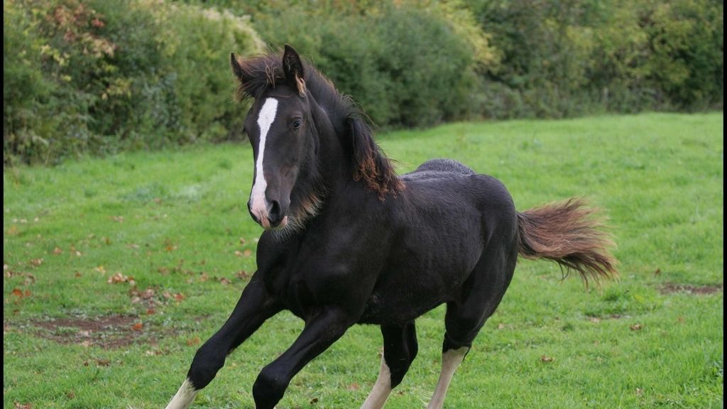 Caballo salvaje
