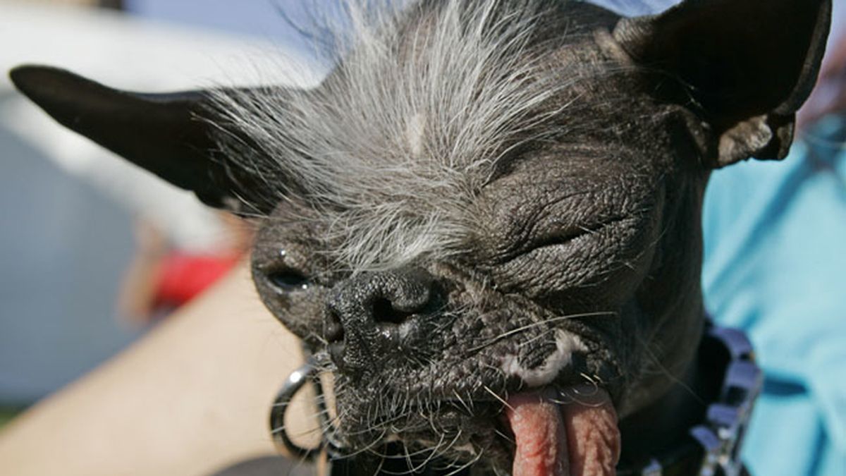 Fallece Elwood, el perro más feo del mundo