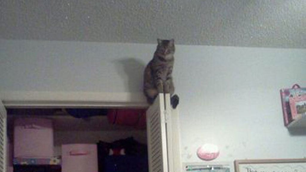 'Creo que he visto un lindo gatito'