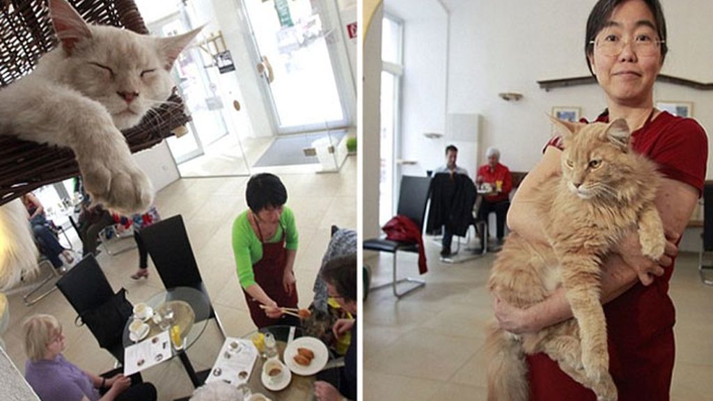 Primer café para gatos en Europa