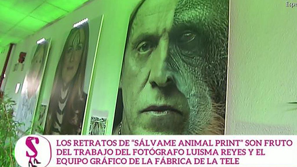 Leones, tigres, pumas, leopardos... La otra cara de los colaboradores