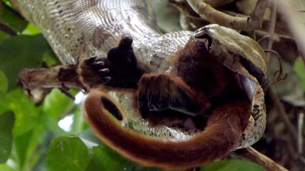 Impactantes imágenes de una serpiente devorando un mono