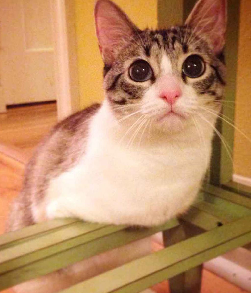 Un gato con dos patas, el rey de Instagram