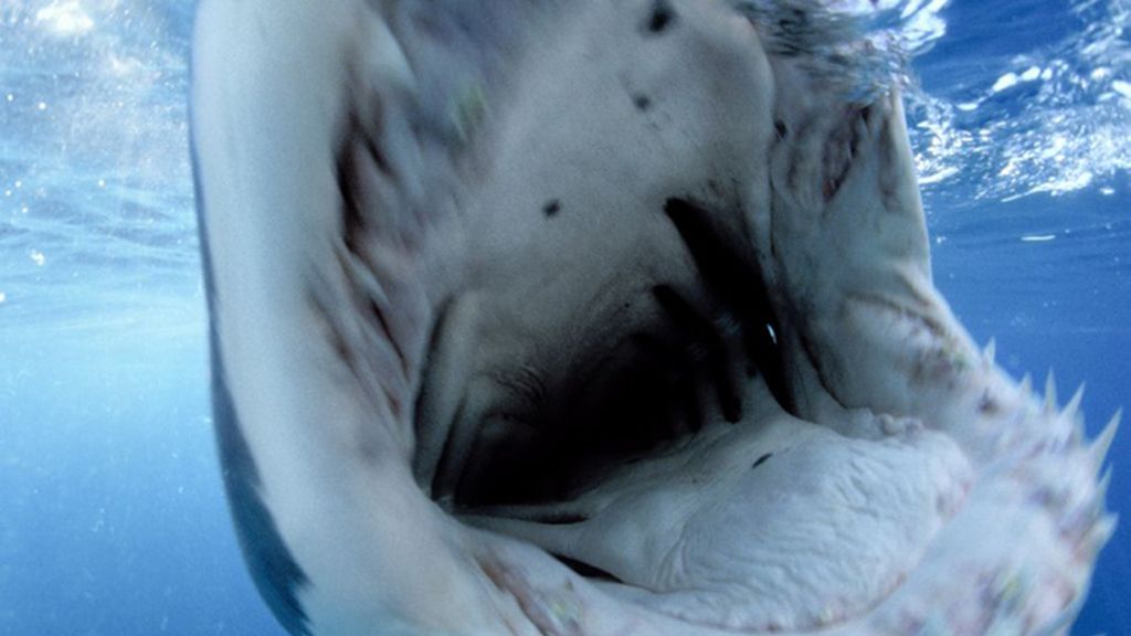 Tiburón blanco en Gansbaai, Sudáfrica
