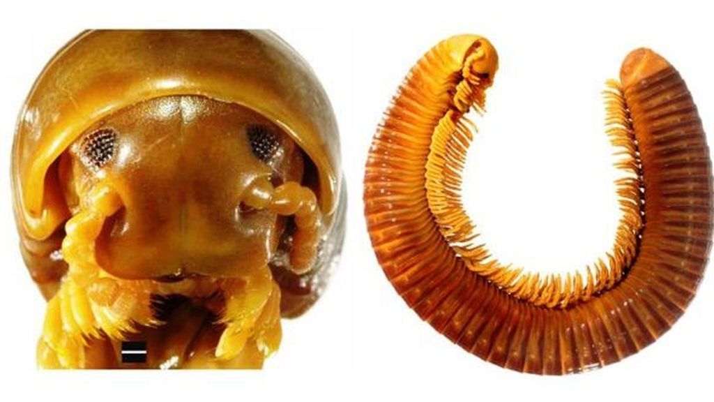 Las 10 especies más extrañas descubiertas en 2011