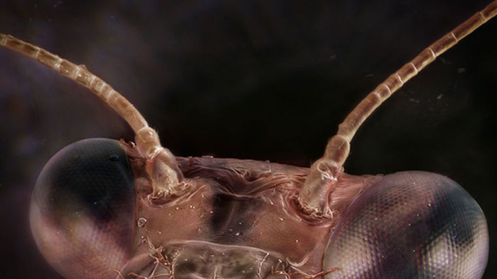 Daniel Kariko retrata la fauna microscópica que vive en nuestras casas