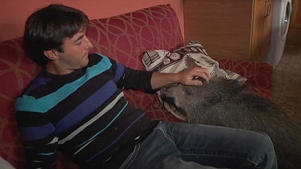 Jabalíes, ciervas, linces, burros, ocas y ponis... unos animales muy domésticos