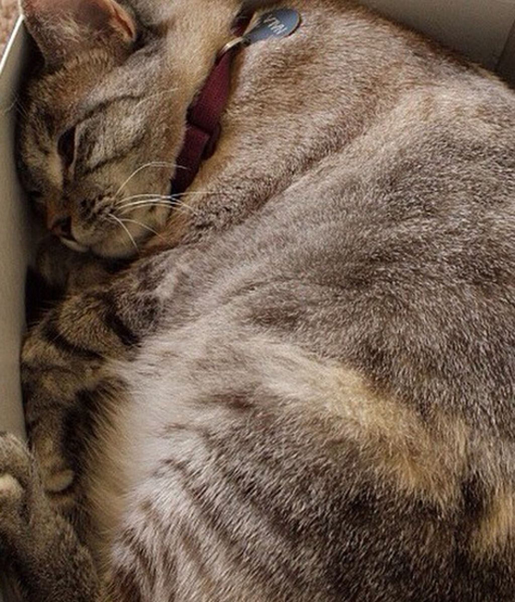 Nala: La gatita que tiene más 1.300.000 seguidores en Instagram