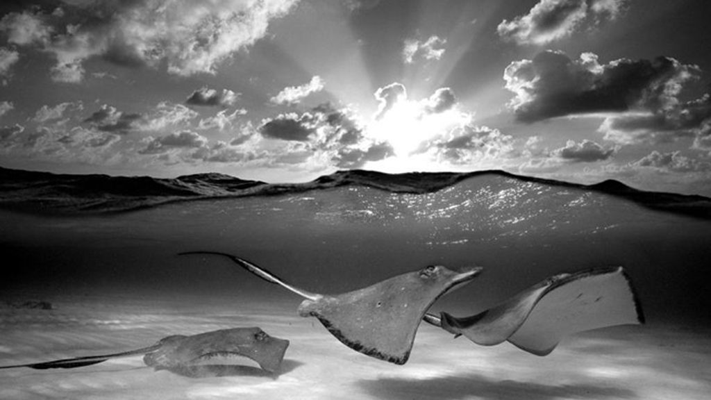 Familia de manta raya