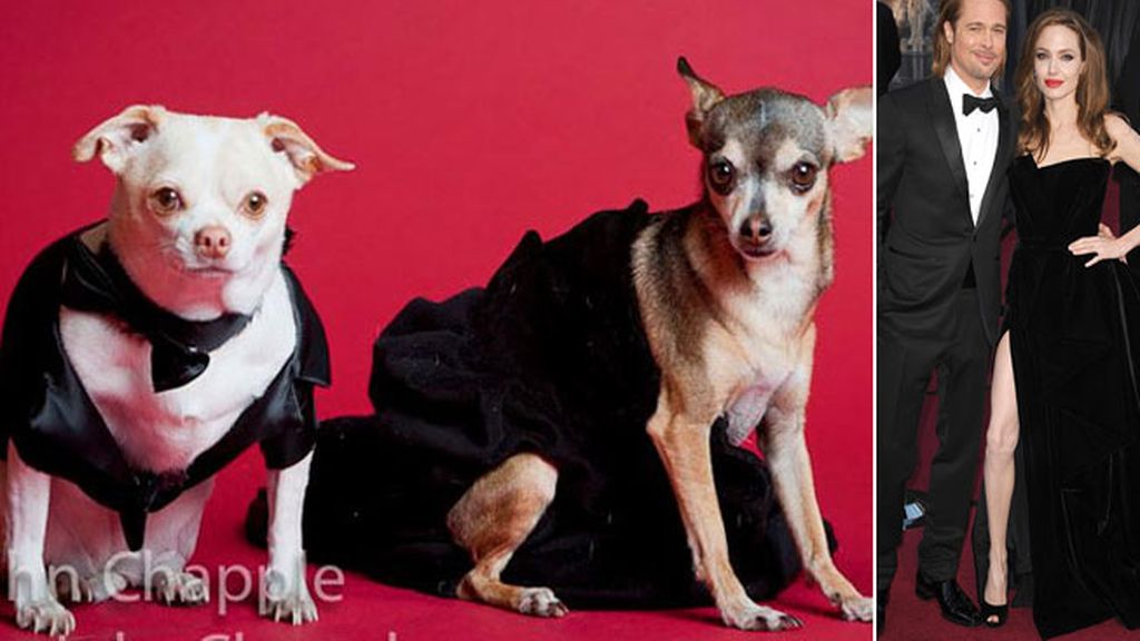 Vestidos de Oscar para tu mascota Vestidos de Oscar para tu mascota