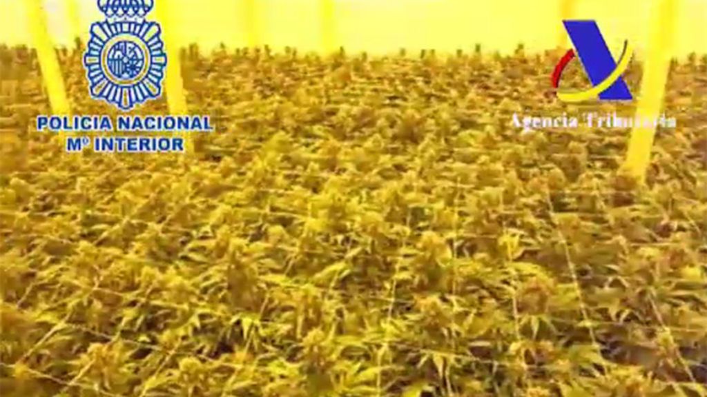 Detenidas 21 personas por el cultivo y tráfico de marihuana a gran escala Detenidas 21 personas por el cultivo y tráfico de marihuana a gran escala