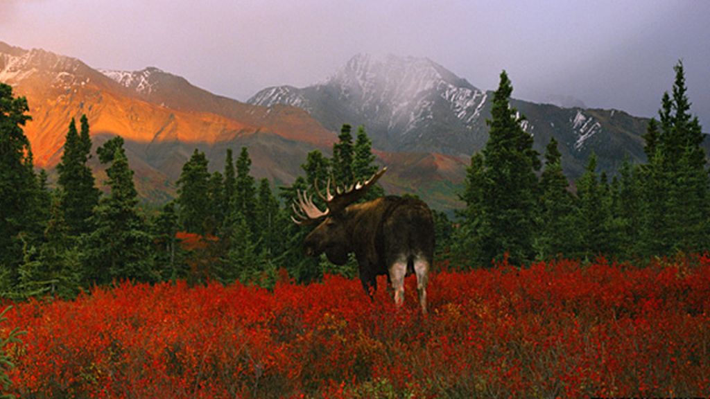 Increíbles imágenes del mundo salvaje