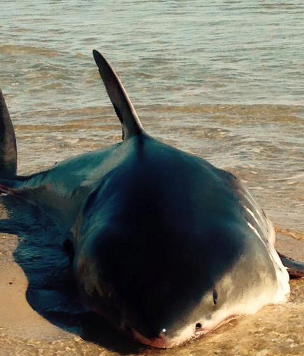 Así es como un grupo de bañistas tratan de salvar la vida de un tiburón blanco
