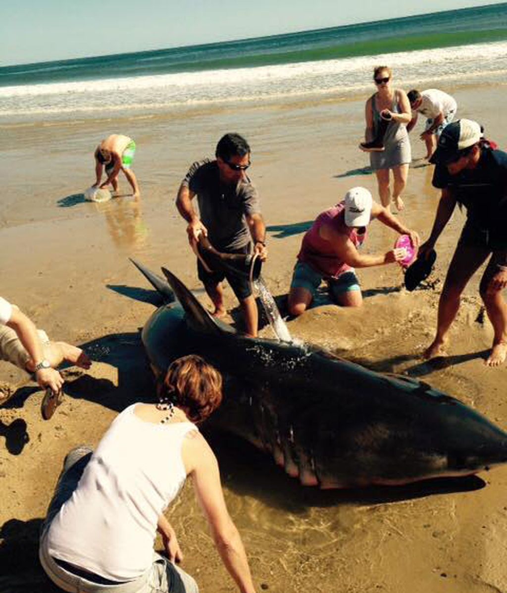 Así es como un grupo de bañistas tratan de salvar la vida de un tiburón blanco