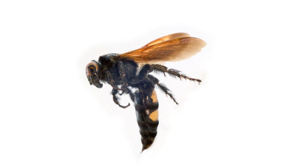 Veneno de abeja