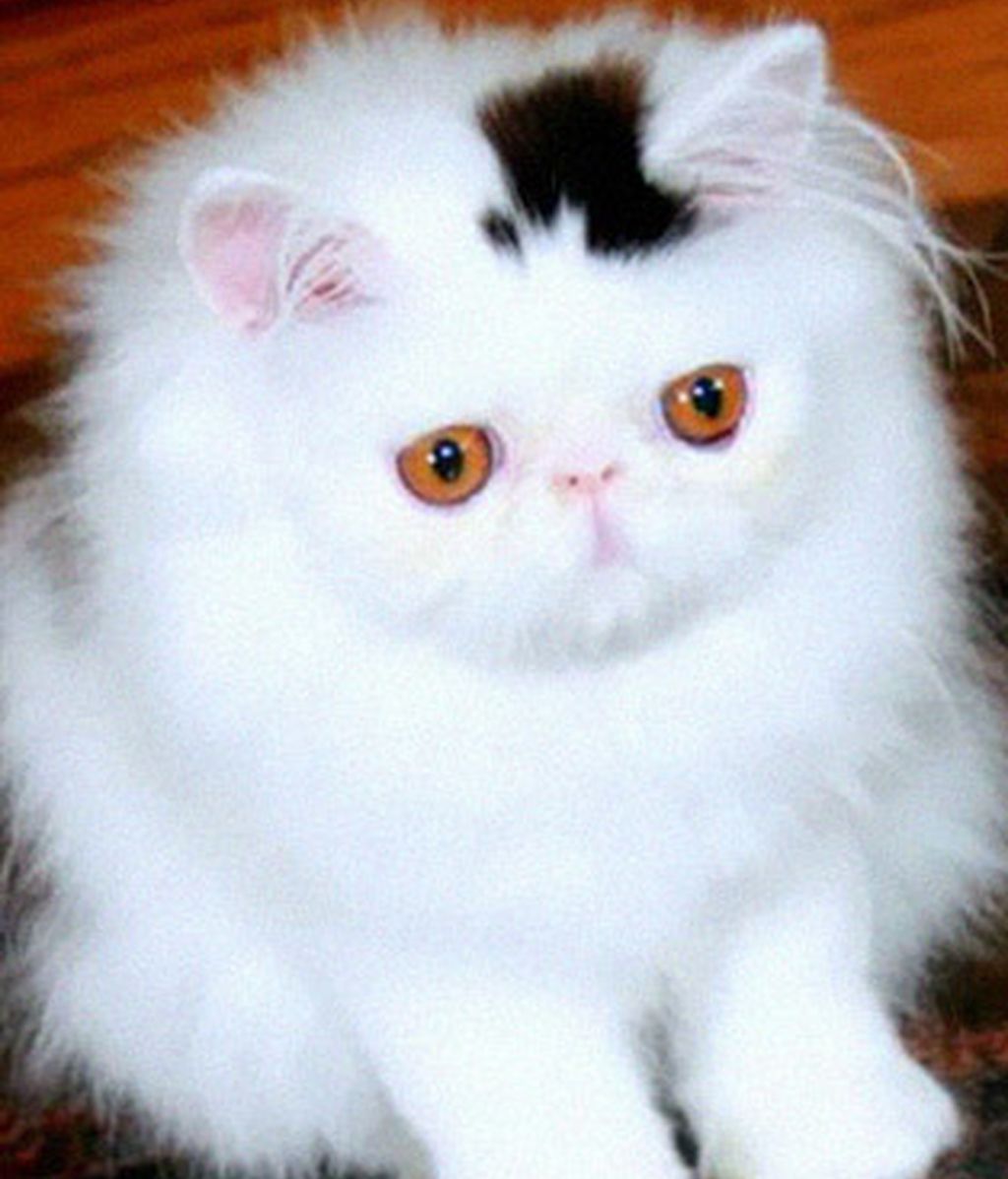 Gatos famosos por su genética