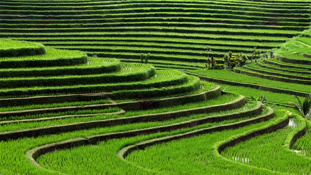 Terrazas de arroz, Bali, Indonesia