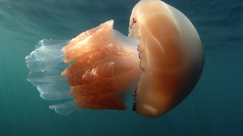 Miden más de metro y medio y pesan unos 30 kilos