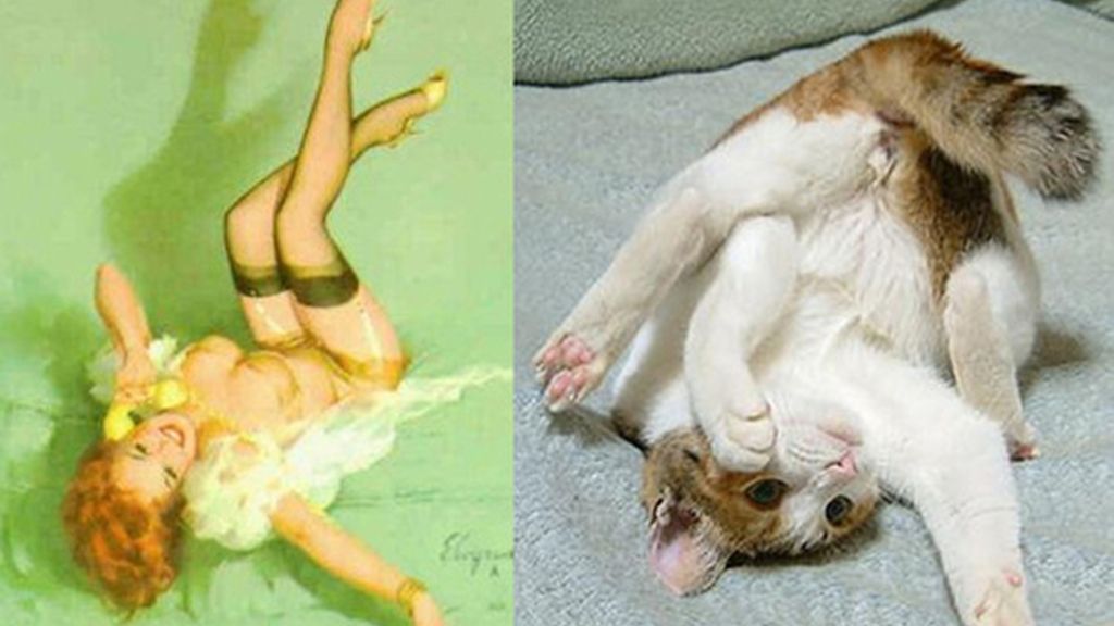 Gatos que parecen chicas pìn-up