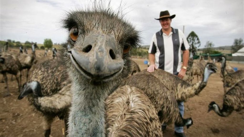 Animales estropeando fotos