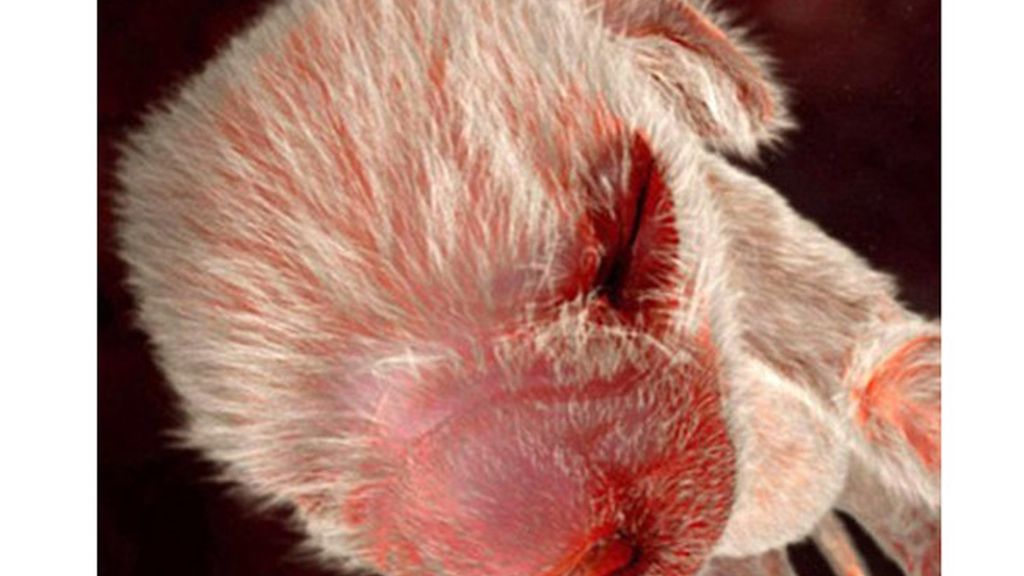 Impresionantes imágenes de animales en el útero materno
