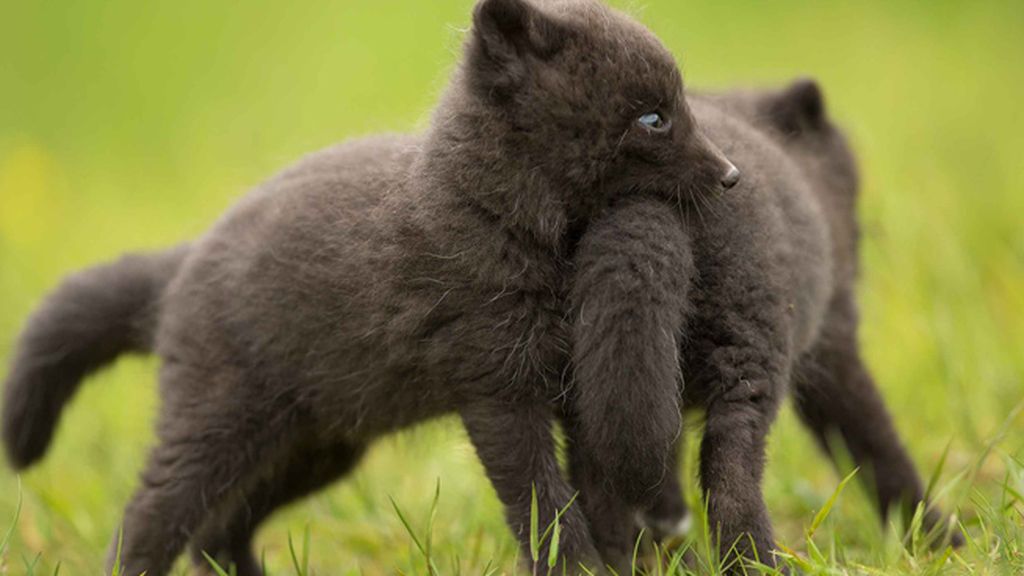 Los pequeños juegan y se divierten en Islandia