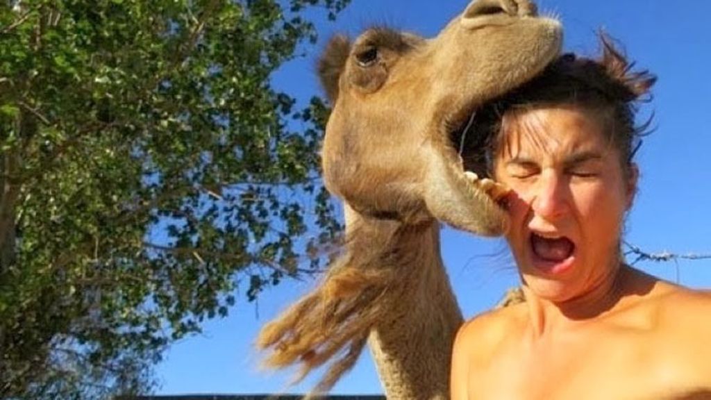Animales estropeando fotos