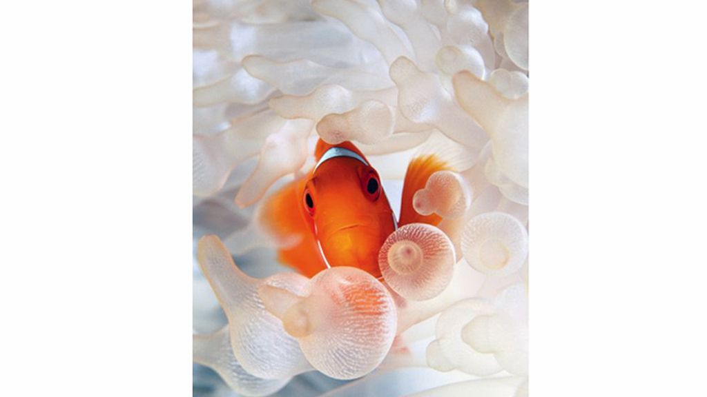 Pez payaso en una anémona blanca en Papúa Nueva Guinea