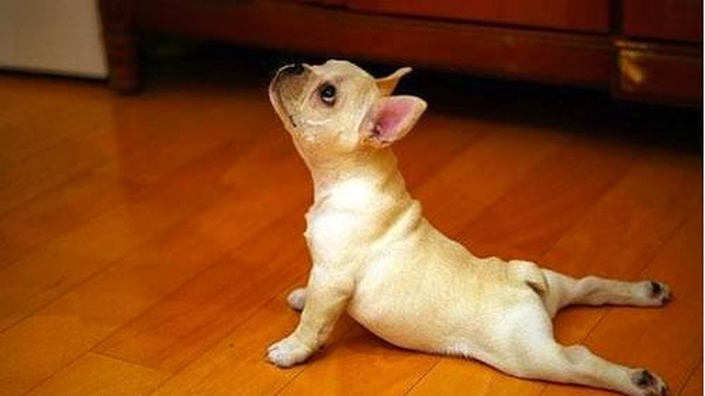 Los animales también hacen yoga