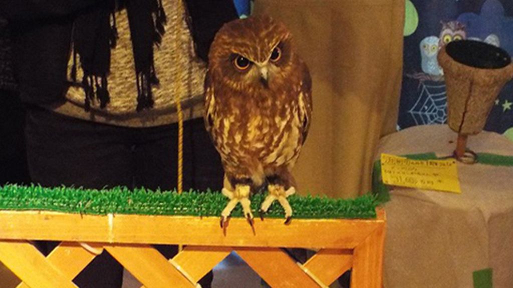 Extravagantes cafeterías de búhos y lechuzas en Japón
