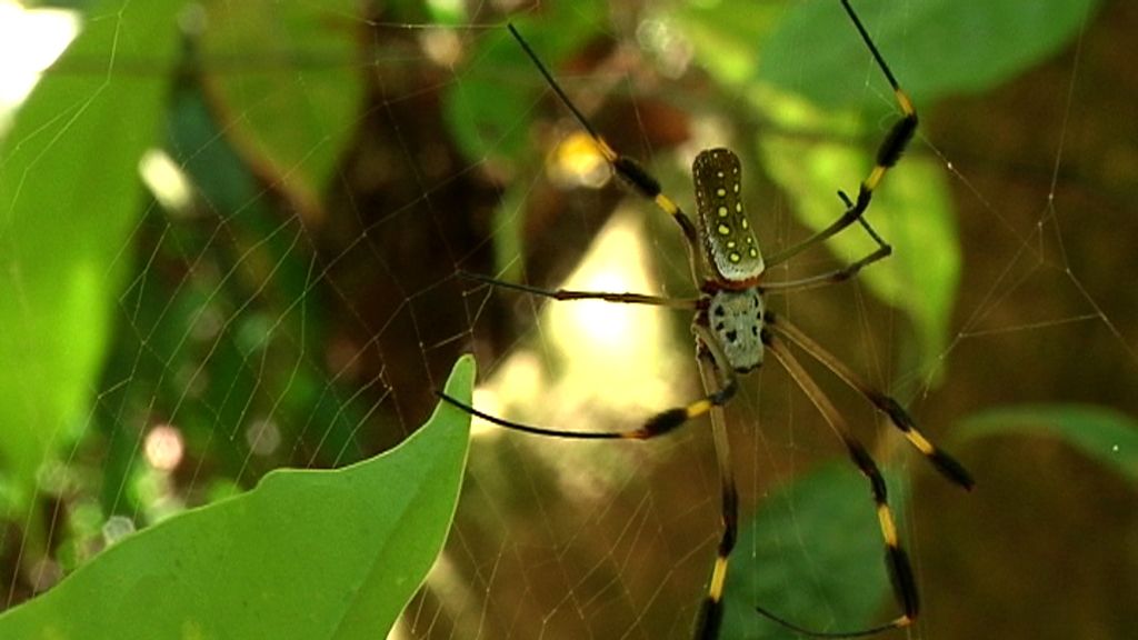 Callejeros Costa Rica