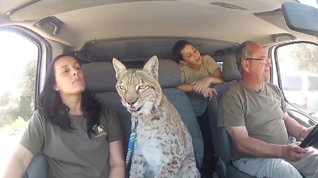 Jabalíes, ciervas, linces, burros, ocas y ponis... unos animales muy domésticos