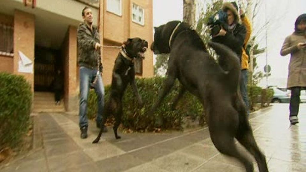 Promo Malas Pulgas: Di adiós a `las malas pulgas´