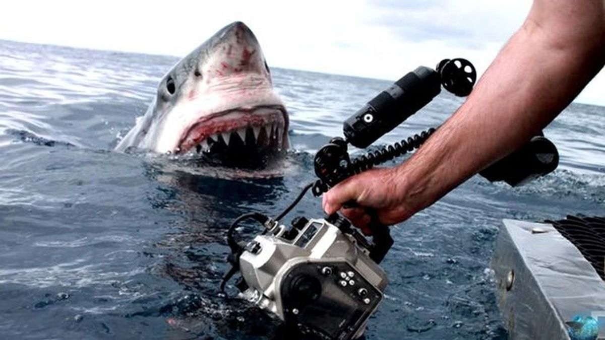 Fotografía de un tiburón blanco en Australia