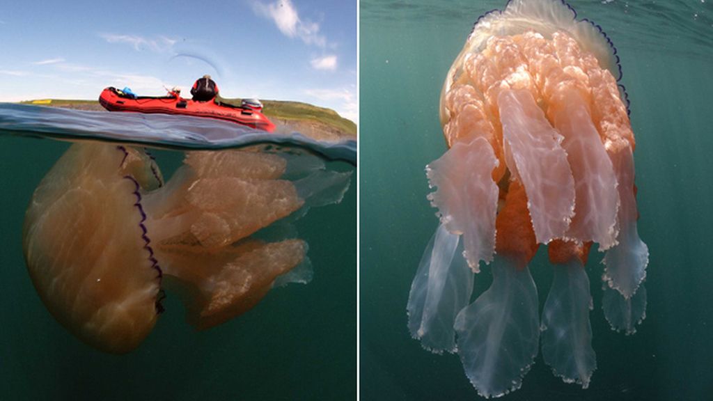 Miden más de metro y medio y pesan unos 30 kilos