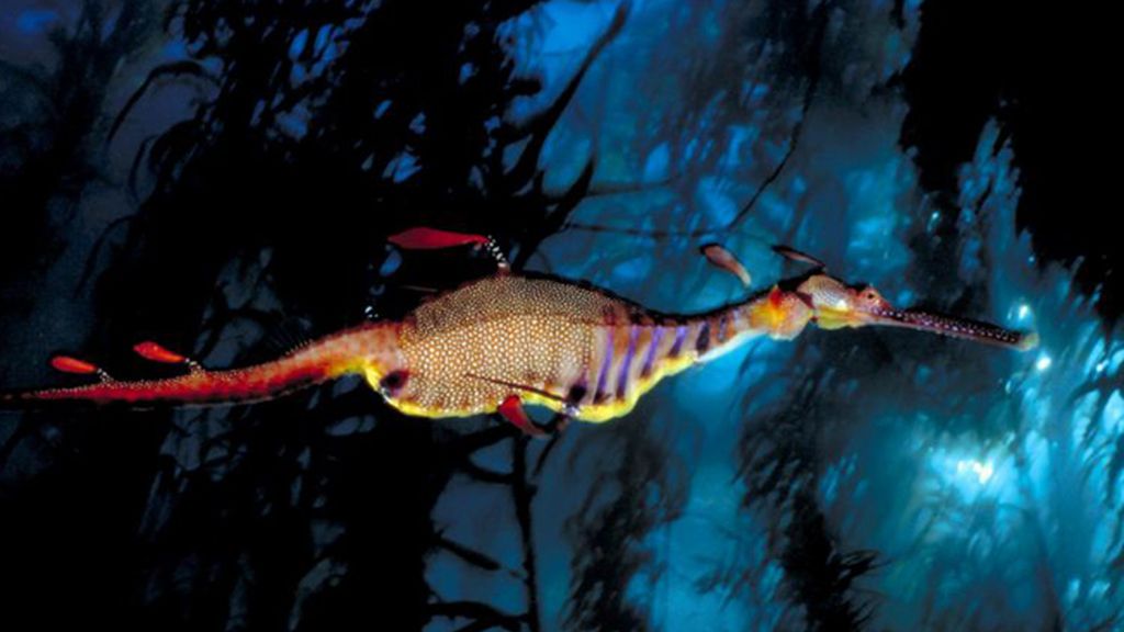 Un dragón de mar, Phyllopteryx taeniolatus, en la bahía de Waterfall, Tasmania, Australia