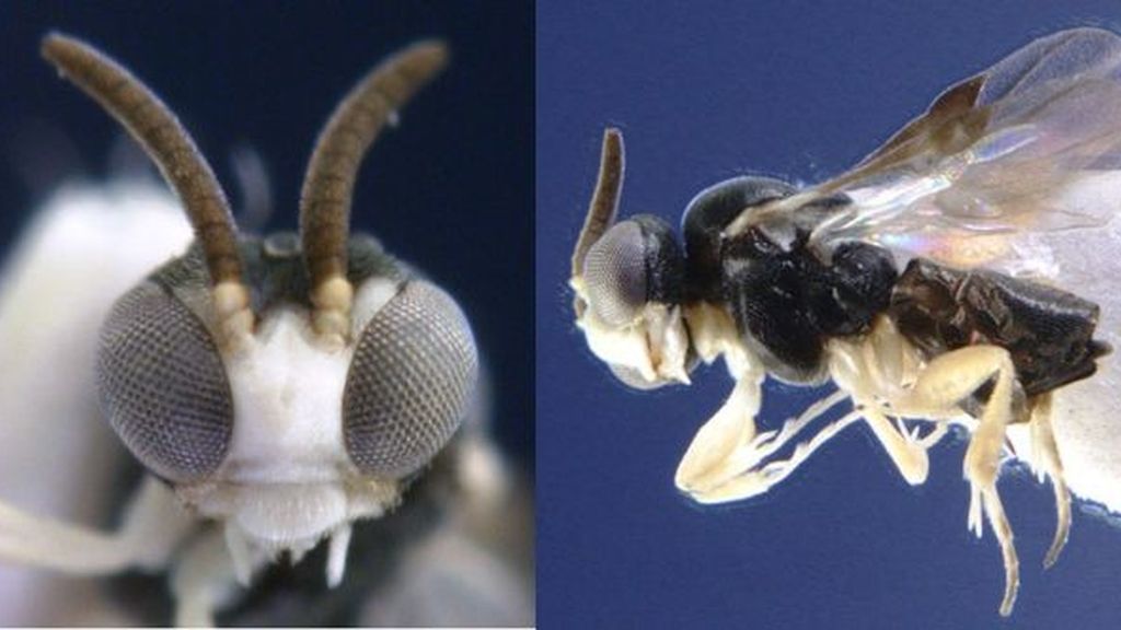 Las 10 especies más extrañas descubiertas en 2011