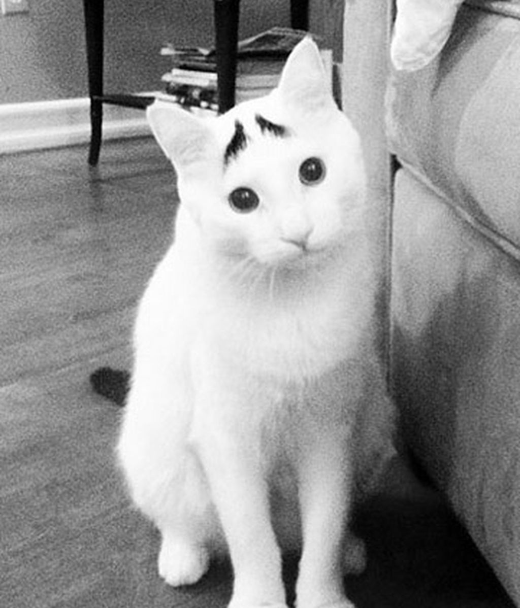 Gatos famosos por su genética
