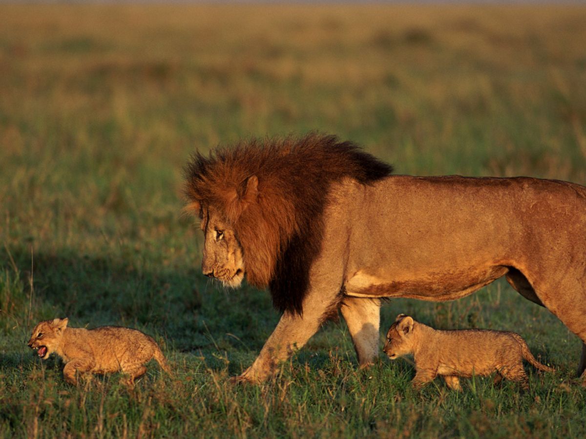 Los leones, más dispuestos a devorar humanos después de la luna llena