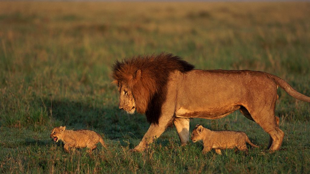 Los leones, más dispuestos a devorar humanos después de la 