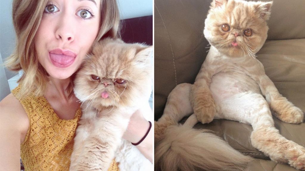 Un gato con una cara muy especial